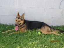 Bandit, a black and tan german shepherd