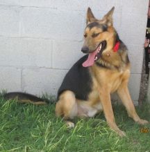 Bandit, a black and tan german shepherd