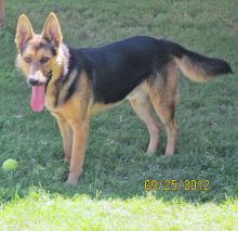 Bandit, a black and tan german shepherd