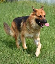 Bear, a black and tan shepherd