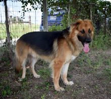 Bear, a black and tan shepherd