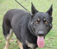 Bear, a black german shepherd with tan legs