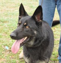 Bear, a black german shepherd with tan legs