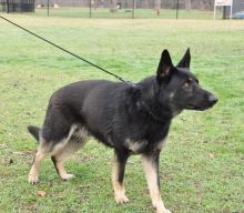 Bear, a black german shepherd with tan legs