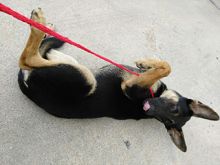 Ben, a young black and tan shepherd