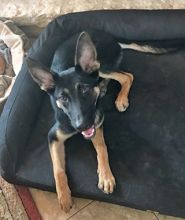 Ben, a young black and tan shepherd