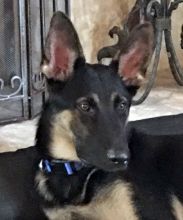 Ben, a young black and tan shepherd