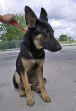 Ben, a young black and tan shepherd