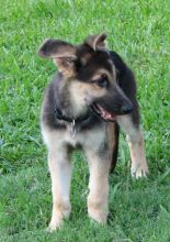 Benjamin, a black and tan german shepherd puppy