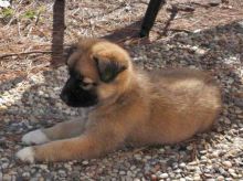 Blitzen, a black and tan german shepherd