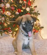 Blitzen, a black and tan german shepherd in front of Christmas tree