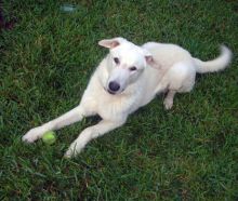 Mr. Blueberry, a white german shepherd