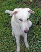 Mr. Blueberry, a white german shepherd