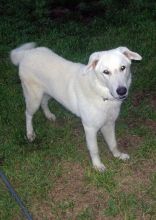 Mr. Blueberry, a white german shepherd