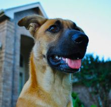 Bronco, a tan and black german shepherd mix