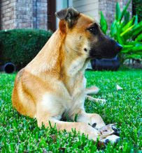 Bronco, a tan and black german shepherd mix