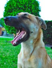 Bronco, a tan and black german shepherd mix