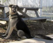 Bruno, a black and tan german shepherd