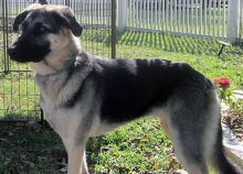 Bruno, a black and tan german shepherd