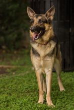 Caidence, a black and tan german shepherd