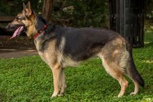 Caidence, a black and tan german shepherd