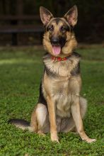 Caidence, a black and tan german shepherd