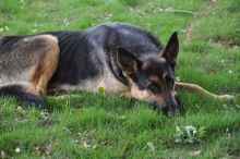 Caleb, a black and tan german shepherd