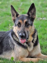 Caleb, a black and tan german shepherd