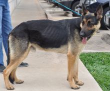 Caleb, a black and tan german shepherd