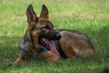 Cameron, a sable german shepherd puppy