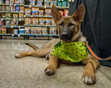 Cameron, a sable german shepherd puppy