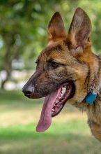 Cameron, a sable german shepherd puppy