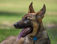 Cameron, a sable german shepherd puppy