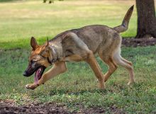 Cameron, a sable german shepherd puppy