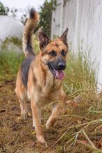 Casper, a black and tan german shepherd