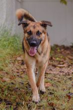 Casper, a black and tan german shepherd