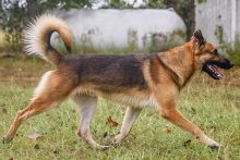 Casper, a black and tan german shepherd