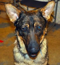 Charlie, a sable german shepherd