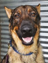 Charlie, a sable german shepherd