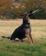 Charlie, a black and tan shepherd