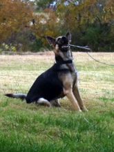 Charlie, a black and tan shepherd