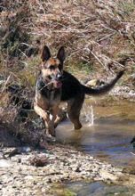 Charlie, a black and tan shepherd running next to water