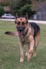 Chato, a black and tan shepherd