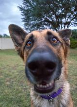 Chato, a black and tan shepherd