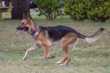 Chato, a black and tan shepherd