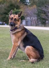 Chato, a black and tan shepherd