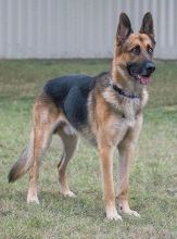 Chato, a black and tan shepherd