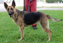 Chelsea, a black and tan german shepherd