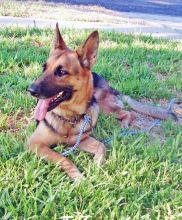 Cheyenne, a black and tan german shepherd