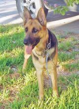 Cheyenne, a black and tan german shepherd